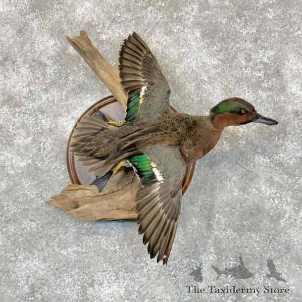 Green-winged x Cinnamon Teal Cross Duck Mount For Sale #28773 @ The Taxidermy Store