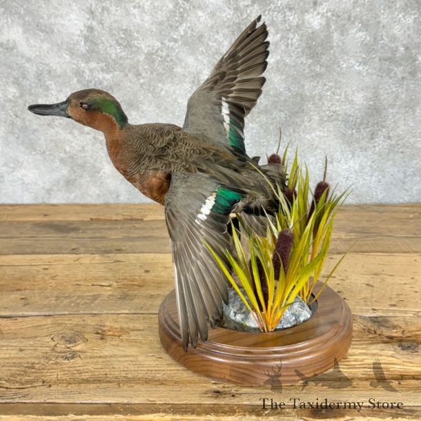 Green-winged x Cinnamon Teal Cross Duck Mount For Sale #28945 @ The Taxidermy Store
