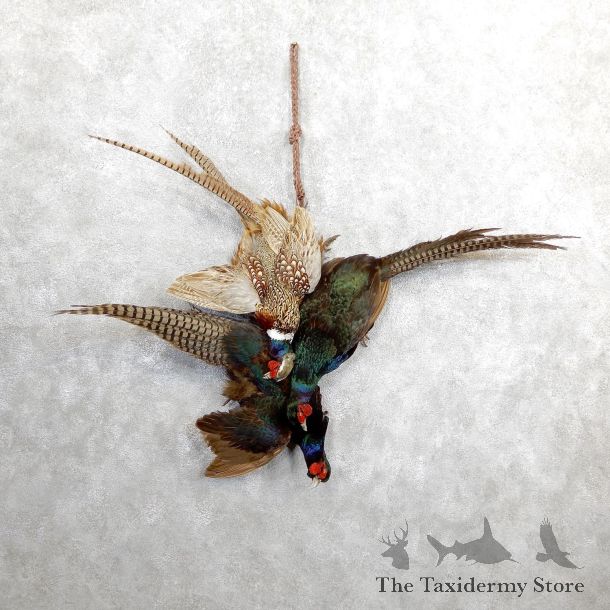 Green And Ringneck Pheasants Harvest Mount For Sale #19644 @ The Taxidermy Store
