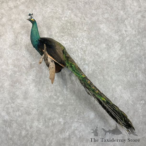 Green & Blue Cross Peacock Bird Mount For Sale #27472 @ The Taxidermy Store
