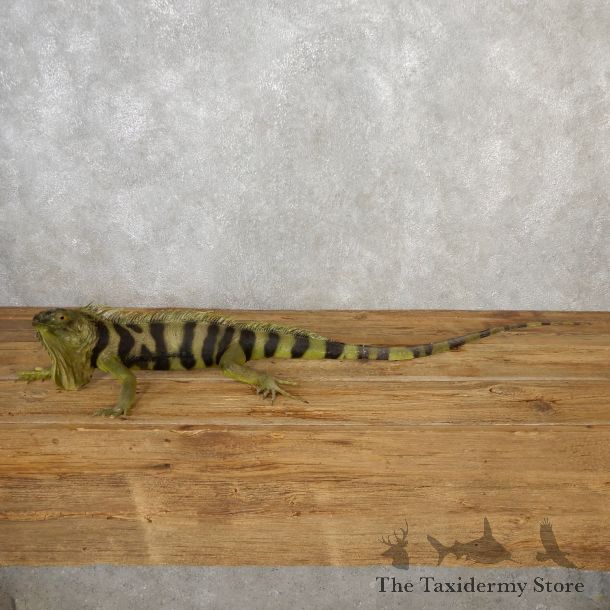 Green Iguana Mount For Sale #19086 @ The Taxidermy Store
