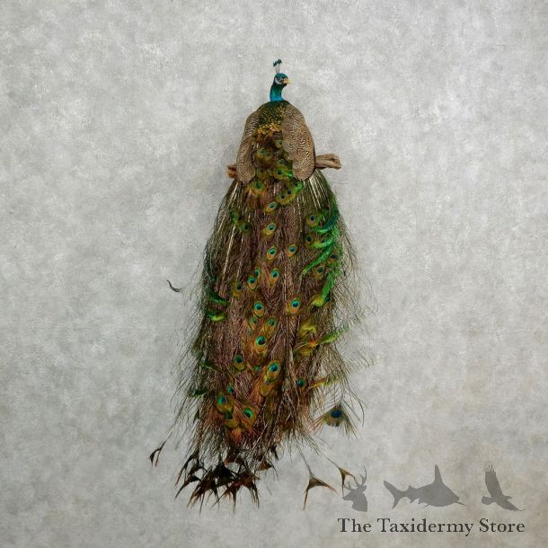 Indian Peacock Bird Mount For Sale #17018 @ The Taxidermy Store
