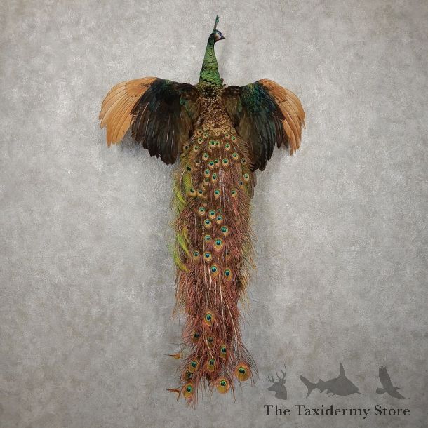 Green Indian Peacock Bird Mount For Sale #20410 @ The Taxidermy Store