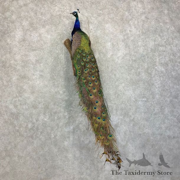 Green Indian Peacock Bird Mount For Sale #21417 @ The Taxidermy Store