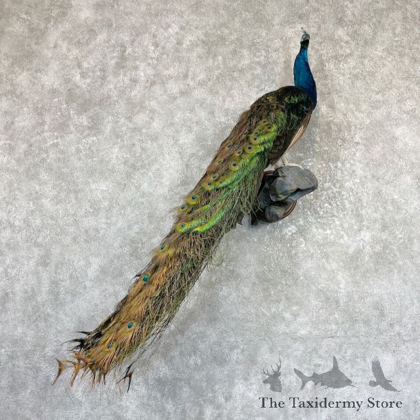 Green Indian Peacock Bird Mount For Sale #26484 @ The Taxidermy Store