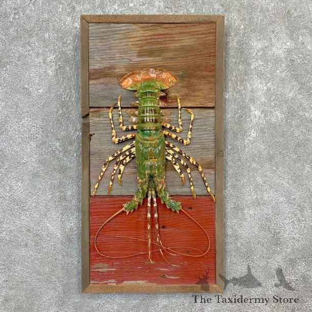 Green Lobster Taxidermy Mount For Sale #23269 @ The Taxidermy Store
