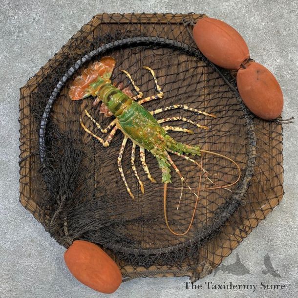 Green Lobster Taxidermy Mount For Sale #23270 @ The Taxidermy Store