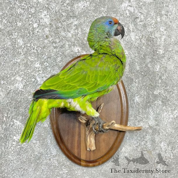 Green Parrot Bird Mount For Sale #26275 @ The Taxidermy Store
