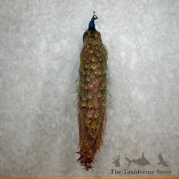 Indian Peacock Bird Mount For Sale #18047 @ The Taxidermy Store