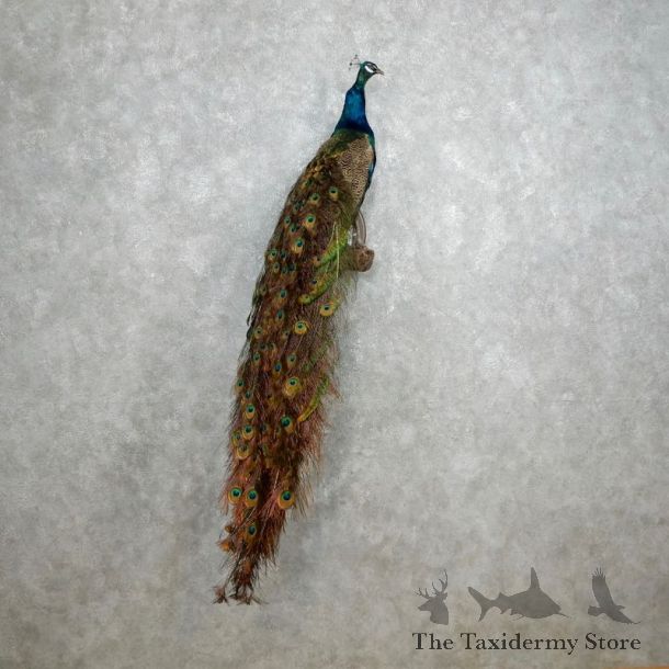 Indian Peacock Bird Mount For Sale #18048 @ The Taxidermy Store