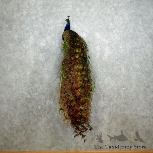 Indian Peacock Bird Mount For Sale #18049 @ The Taxidermy Store