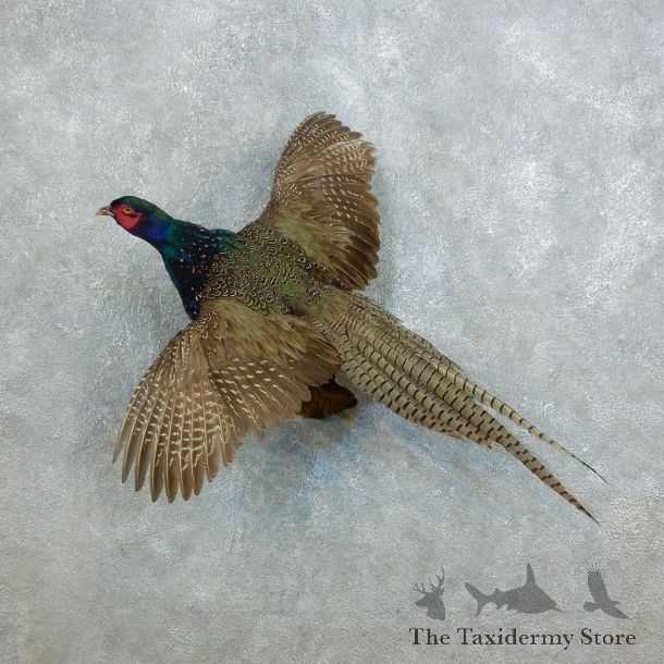 Green Pheasant Taxidermy Mount  #18519 For Sale @ The Taxidermy Store