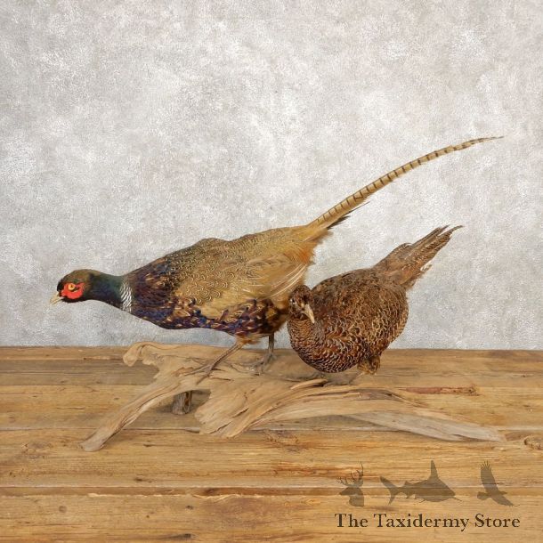 Green Pheasant Pair Taxidermy Mount #20628 For Sale @ The Taxidermy Store