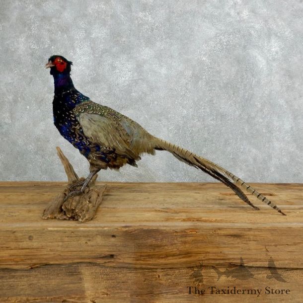 Green Pheasant Taxidermy Mount  #18271 For Sale @ The Taxidermy Store
