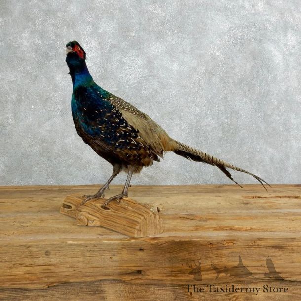 Green Pheasant Taxidermy Mount  #18272 For Sale @ The Taxidermy Store
