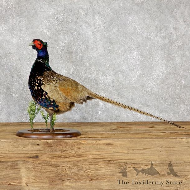 Green Pheasant Taxidermy Mount  #19473 For Sale @ The Taxidermy Store