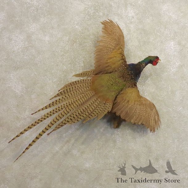 Green Pheasant Taxidermy Mount  #20487 For Sale @ The Taxidermy Store