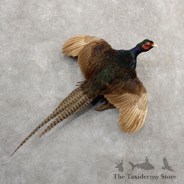 Green Pheasant Taxidermy Mount  #20806 For Sale @ The Taxidermy Store