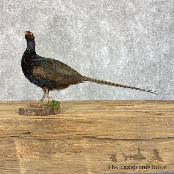 Green Pheasant Taxidermy Mount  #21391 For Sale @ The Taxidermy Store