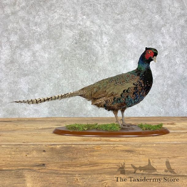 Green Pheasant Taxidermy Mount #21392 For Sale @ The Taxidermy Store