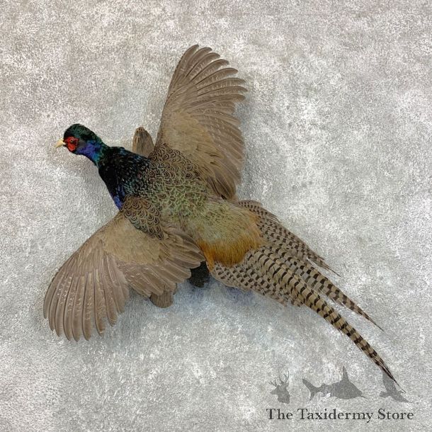 Green Pheasant Taxidermy Mount  #22809 For Sale @ The Taxidermy Store