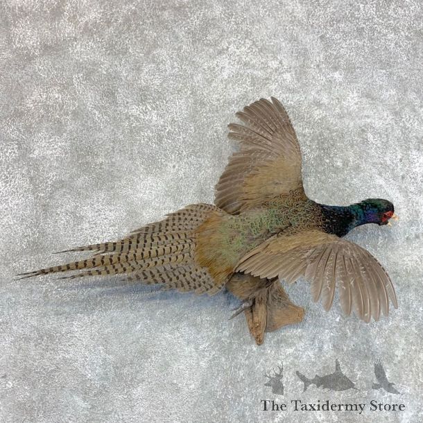 Green Pheasant Taxidermy Mount  #22810 For Sale @ The Taxidermy Store