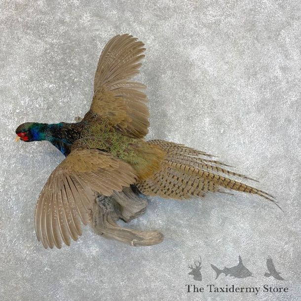 Green Pheasant Taxidermy Mount  #24292 For Sale @ The Taxidermy Store