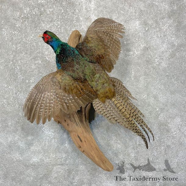 Green Pheasant Taxidermy Mount  #24293 For Sale @ The Taxidermy Store