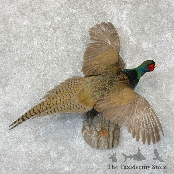 Green Pheasant Taxidermy Mount  #24294 For Sale @ The Taxidermy Store