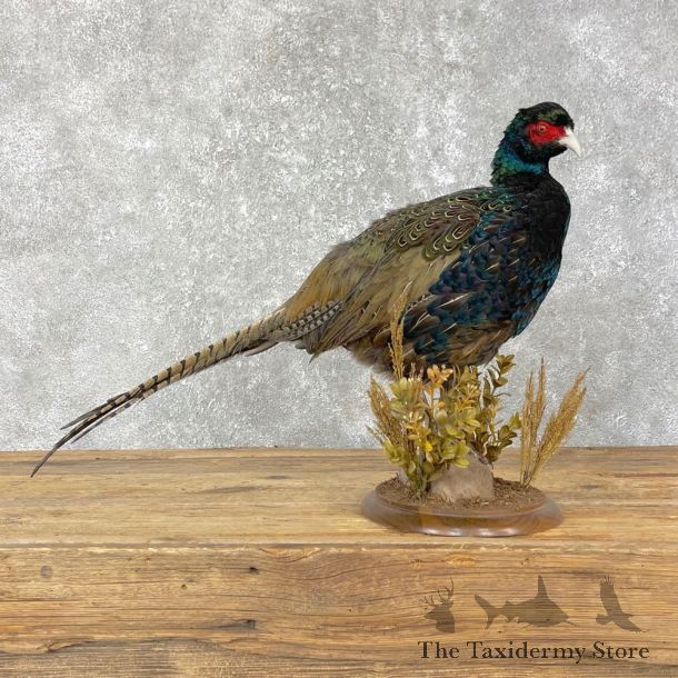 Green Pheasant Taxidermy Mount #24825 For Sale @ The Taxidermy Store