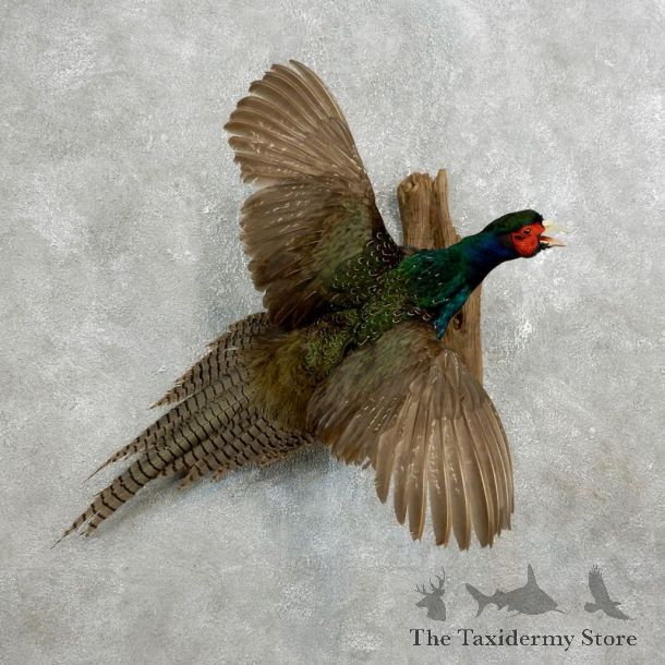 Green Pheasant Taxidermy Mount  #17657 For Sale @ The Taxidermy Store