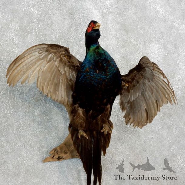 Green Pheasant Taxidermy Mount  #17659 For Sale @ The Taxidermy Store