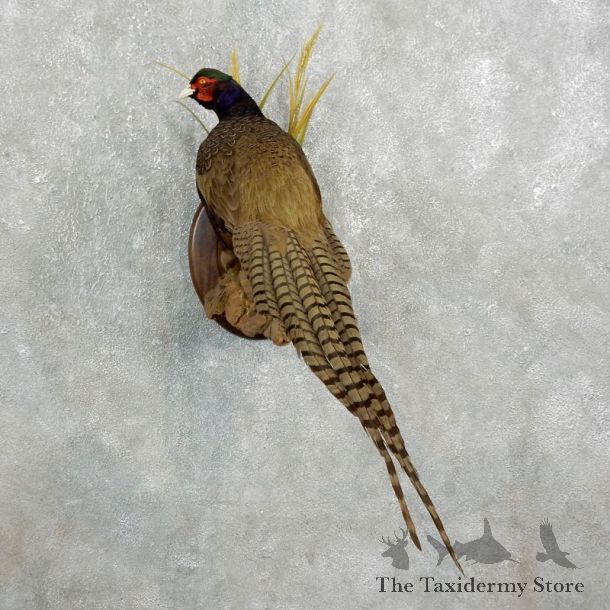 Green Pheasant Taxidermy Mount  #17667 For Sale @ The Taxidermy Store