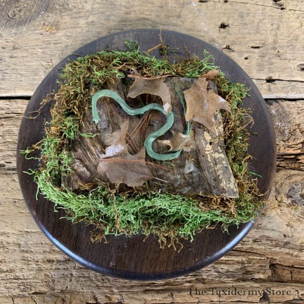 Green Snake Taxidermy Mount For Sale #21540 @ The Taxidermy Store