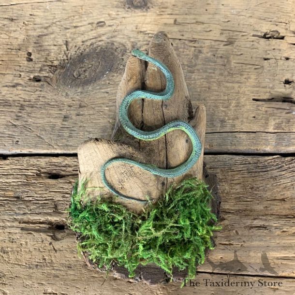 Green Snake Taxidermy Mount For Sale #21543 @ The Taxidermy Store