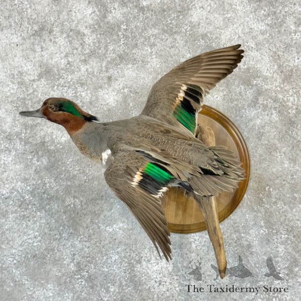 Green Winged Teal Duck Mount For Sale #26455 @ The Taxidermy Store