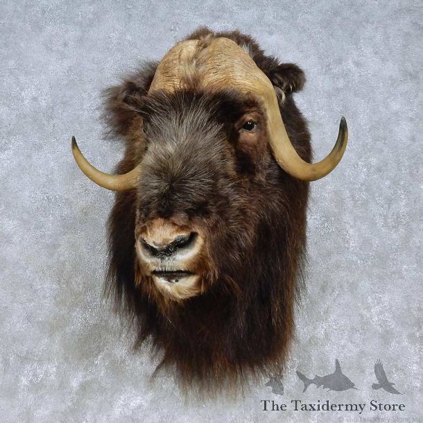 Greenland Muskox Shoulder Mount For Sale #15093 @ The Taxidermy Store