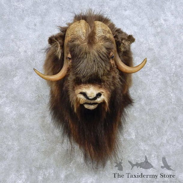 Greenland Muskox Shoulder Mount For Sale #15096 @ The Taxidermy Store