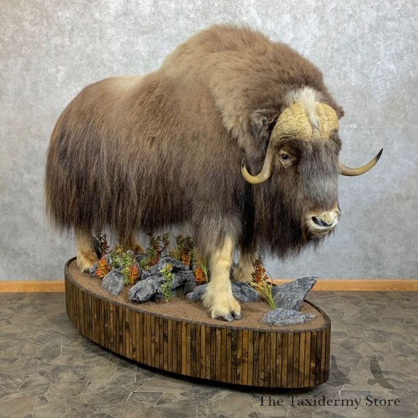 Greenland Muskox Life Size Mount #23714 For Sale @ The Taxidermy Store