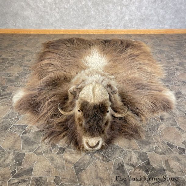 Greenland Muskox Full Size Rug For Sale #25580 @ The Taxidermy Store