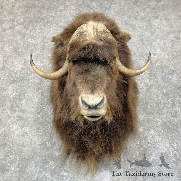 Greenland Muskox Shoulder Mount For Sale #25706 @ The Taxidermy Store