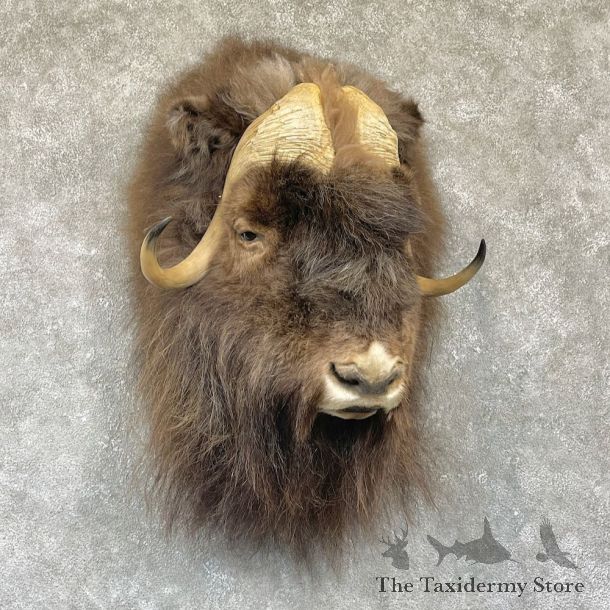 Greenland Muskox Shoulder Mount For Sale #26337 @ The Taxidermy Store