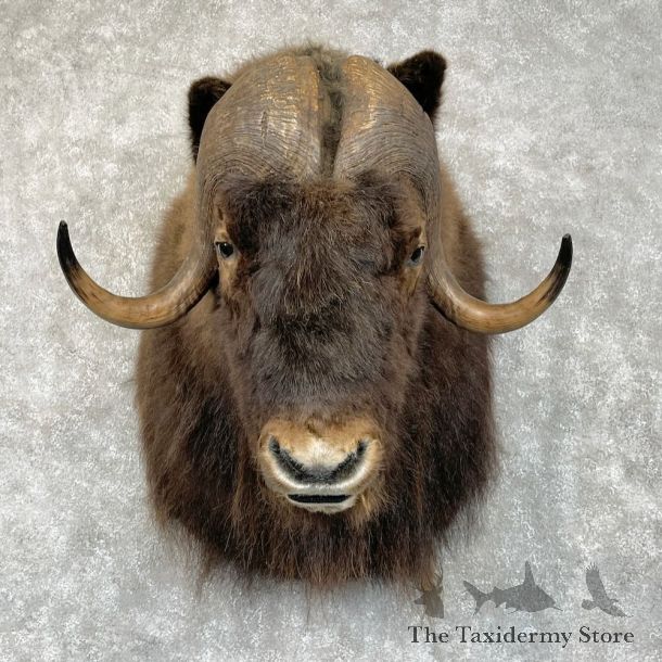 Greenland Muskox Shoulder Mount For Sale #28354 @ The Taxidermy Store