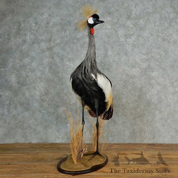Grey Crowned Crane Bird Mount For Sale #16995 @ The Taxidermy Store