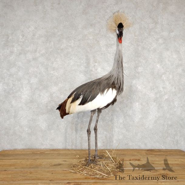 Grey-Crowned Crane Bird Mount For Sale #18785 - The Taxidermy Store