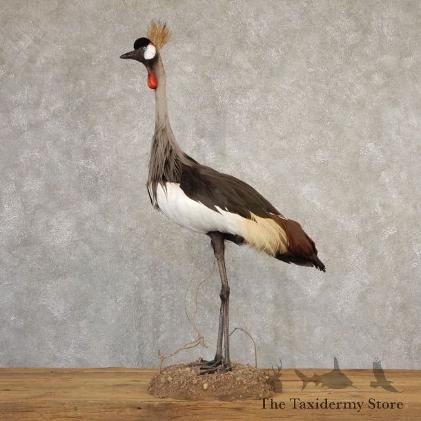 Grey-Crowned Crane Bird Mount For Sale #20709 - The Taxidermy Store