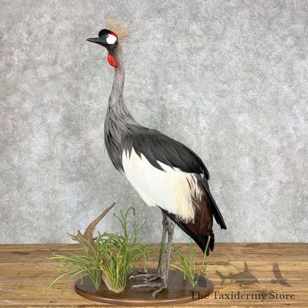 Grey-Crowned Crane Bird Mount For Sale #21687 - The Taxidermy Store