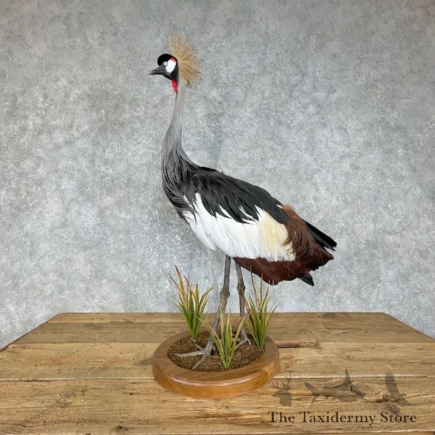 Grey-Crowned Crane Bird Mount For Sale #25557 @ The Taxidermy Store