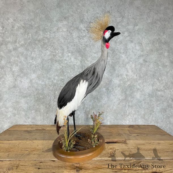 Grey-Crowned Crane Bird Mount For Sale #25558 @ The Taxidermy Store