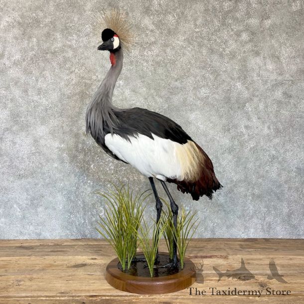 Grey-Crowned Crane Bird Mount For Sale #26342 @ The Taxidermy Store